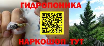 прущие грибы Лесосибирск